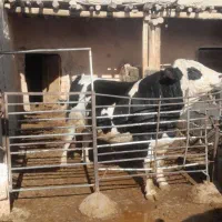 گوساله نر|حیوانات مزرعه|اسفراین, |دیوار