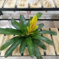 گل ورزیا زرد