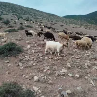 فروش گوسفند و بره|حیوانات مزرعه|کجور, |دیوار