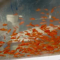 ماهی شب عید