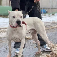 واگذاری سگ نژاد داگو ارژانتینو اصیل