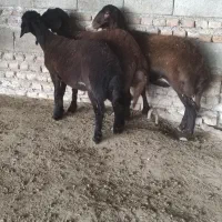 سه راس ماده خوشگل زیر قوچی