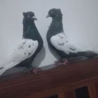 کفتر سینه جفت‌گا