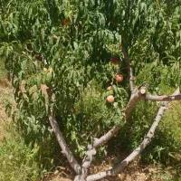 سمپاشی هرس کود دهی حرس نیسان کوددهی کود بانیسان