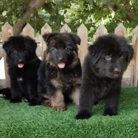 ژرمن کینگ تمام مشکی و توله دورنگ نر و ماده|سگ|تهران, خلیج فارس|دیوار