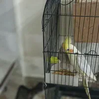 عروس هلندی با جوجه