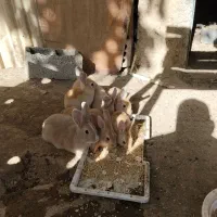 واگذاری 7عدد خرگوش
