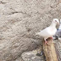 کبوتر|پرنده|کوه چنار, |دیوار