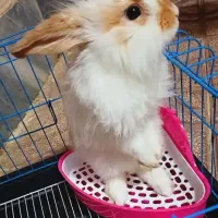 خرگوش