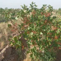 فروش باغ پسته