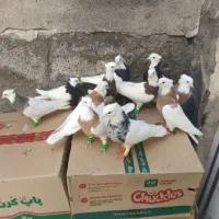 طوقی اصل کرمانشاهی