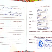 واگذاری سگ ماده|سگ|نوشهر, |دیوار