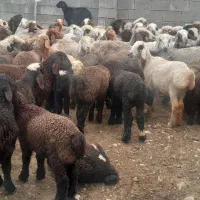 فروش ۱۰۰راس میش داشتی