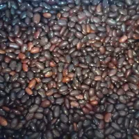 فروش لوبیا قرمز قیمت مناسب