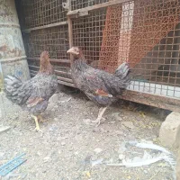 مرغ ویاندوت وگلین|حیوانات مزرعه|شیراز, رکن‌آباد|دیوار