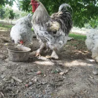 فروش و معاوضه جوجه برهما از پدر مادر وارداتی