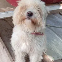 سگ شیتزو|سگ|رستمآباد, |دیوار