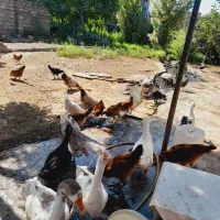 فروش تعدادی غازمحلی