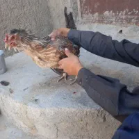 مرغ محلی