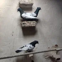 سینه|پرنده|مشهد, راهنمایی|دیوار