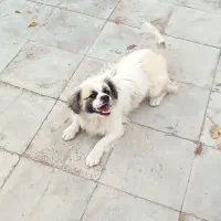 سگ پاکوتاه|سگ|زرند, |دیوار