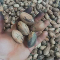 گردوپکان درشت