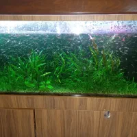 اکواریوم ۱۵۰×۶۰×۵۰|ماهی|تهران, شهرک امام خمینی|دیوار