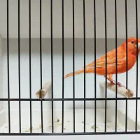 قناری سرخ . ردفکتور