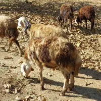 بره ماده و بره قوچ|حیوانات مزرعه|بروجرد, |دیوار