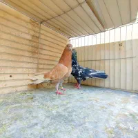 مایه کبوتران پرشی کاشان|پرنده|کاشان, میدانگاه آقا|دیوار