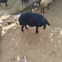 یک عددقوچ قارا|حیوانات مزرعه|نوبران, |دیوار