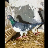 کفتر|پرنده|چناران, |دیوار