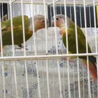 گرینچیک تراکویس آناناسی طوطی