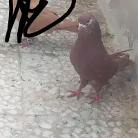 کفتر 40 سانتی نوک ریز چشم نوک سفید سرخ نر چادری|پرنده|فردیس, شهرک ۱۱۰|دیوار