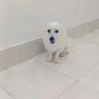 پامر روباهی|سگ|بردسکن, |دیوار