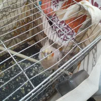 فروش فوری عروس هلندی نر آهویی جوان همراه با غذا