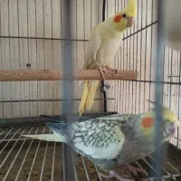 جفت عروس هلندی