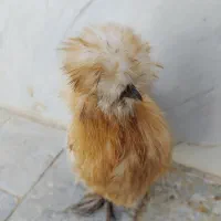 مرغ و خروس ابریشمی