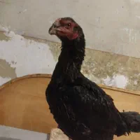 جوجه خروس لاری|حیوانات مزرعه|پیشوا, |دیوار