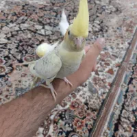 جوجه عروس هلندی دونخور|پرنده|کرج, اسدآباد|دیوار