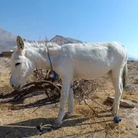 الاغ|حیوانات مزرعه|مرودشت, ثبت احوال|دیوار