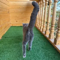 گردو ی خشکلمون اسکاتیش بلو ماده ۱ سالشه|گربه|اسلامشهر, شهرک مفیدی|دیوار