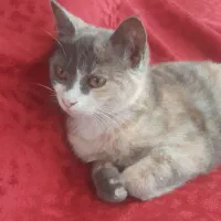 پذیرش نگهداری گربه