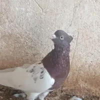 کبوتر کله تنها|پرنده|اهرم, |دیوار