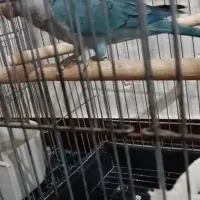 طوطی  رنگ آبی و خاکستری آبپخش گم شده