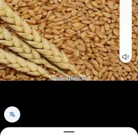 گندم ابی میهن گوای شده