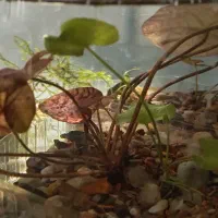 آکواریوم گیاه ماهی|ماهی|کرمان, |دیوار