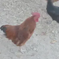 مرغ وخروس محلی‌