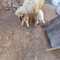 دو راس بره نر|حیوانات مزرعه|قلعه شاهین, |دیوار