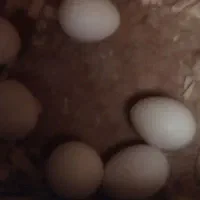 عروس هلندی لوتینو - جفت|پرنده|سبزوار, گلشن|دیوار